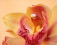 Beautiful Orchid